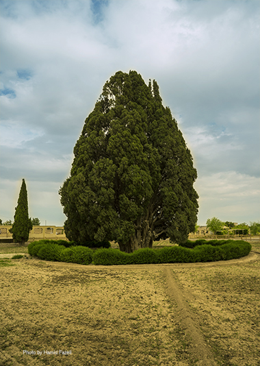 Ancient_Cypress_Tree_Abarkooh
